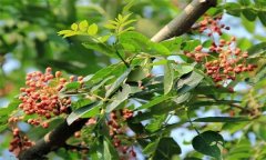 成年花椒樹如何管理？花椒樹管理技術要點