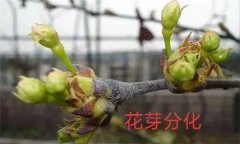 梨樹開花結(jié)果有什么特點(diǎn)？