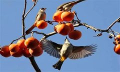 鳥害如何預(yù)防？鳥害防治的主要手段和方法