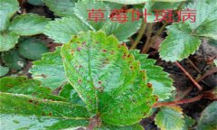 怎樣防治草莓葉斑?。ㄉ哐鄄。?？