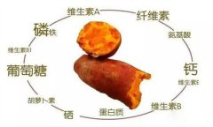 紅薯的營(yíng)養(yǎng)特點(diǎn) 紅薯的輔助功能知多少？