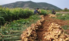 種植生姜怎樣進(jìn)行科學(xué)施肥？