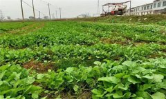 油菜日光溫室早春、秋延遲栽培技術(shù)要點有哪些