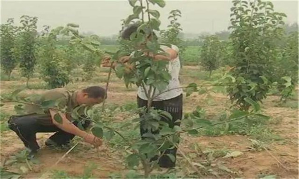 梨樹在幼樹期如何修剪